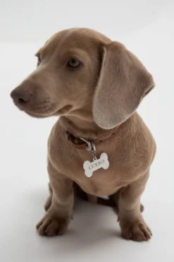 Fashion Chapita Personalizable Dog Collares Personalizables