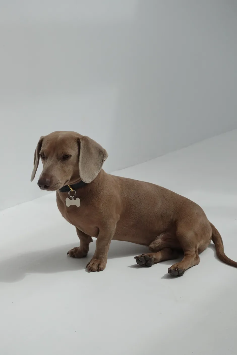 Fashion Chapita Personalizable Dog Collares Personalizables